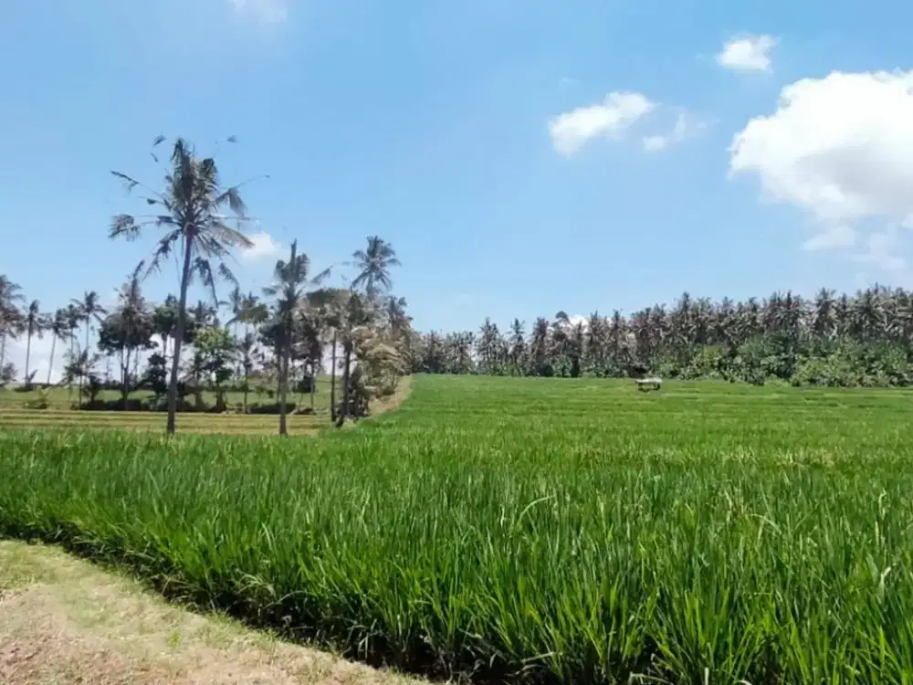 Dijual Kebun Kelapa View Laut & Gunung – Gumuk, Licin, Banyuwangi