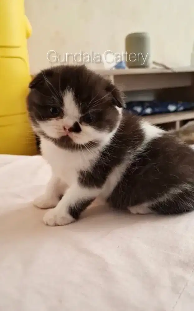 SCOTTISH FOLD BETINA
