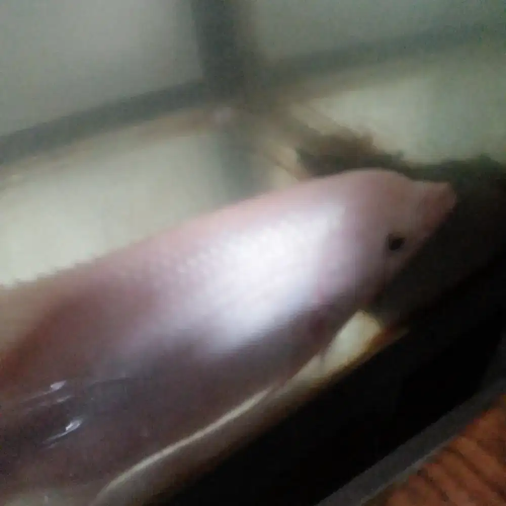 IKAN GURAME PADANG