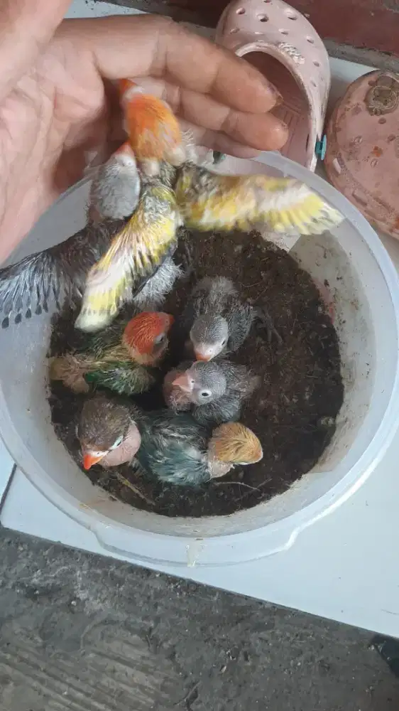 Anakan lovebird