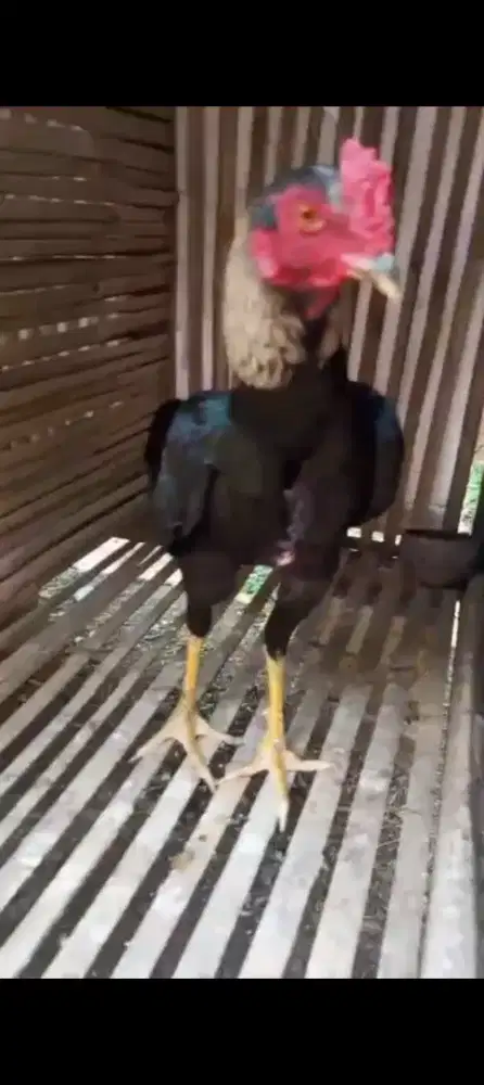 Ayam bangkok Pama x manggon