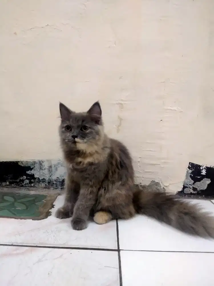 Kucing persia betina