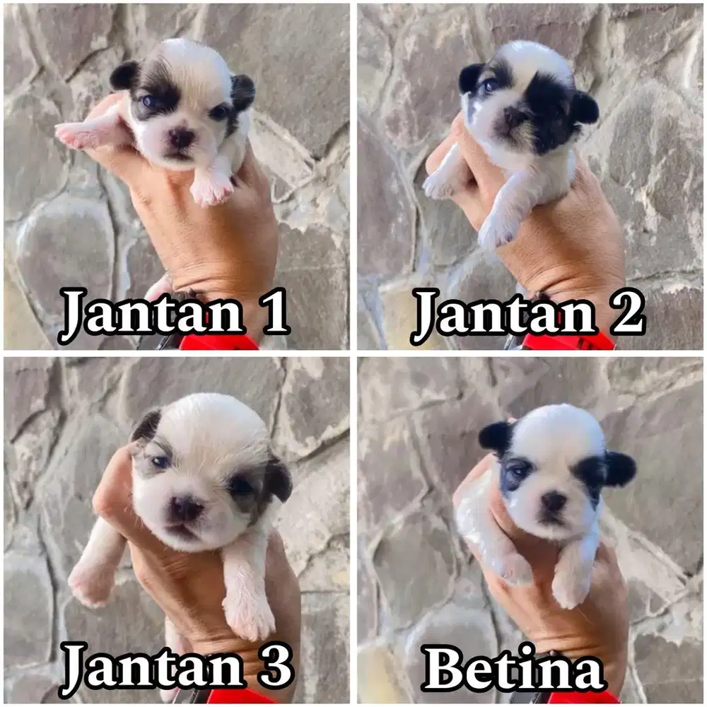 Open booking shihtzu jantan & betina