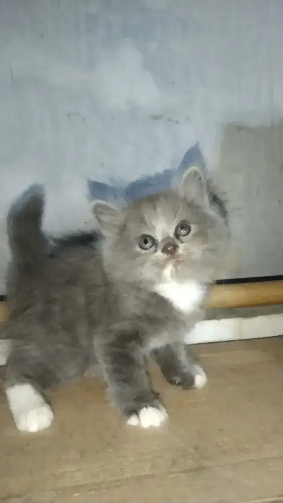 Kucing Persia abu