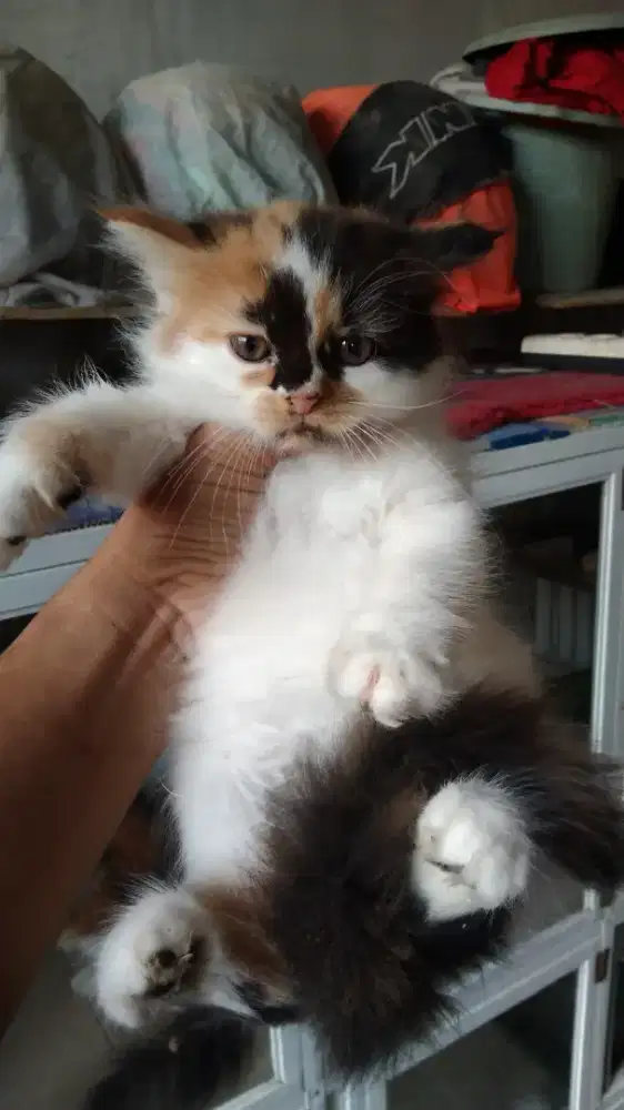 Kucing Persia Calico Long hair
