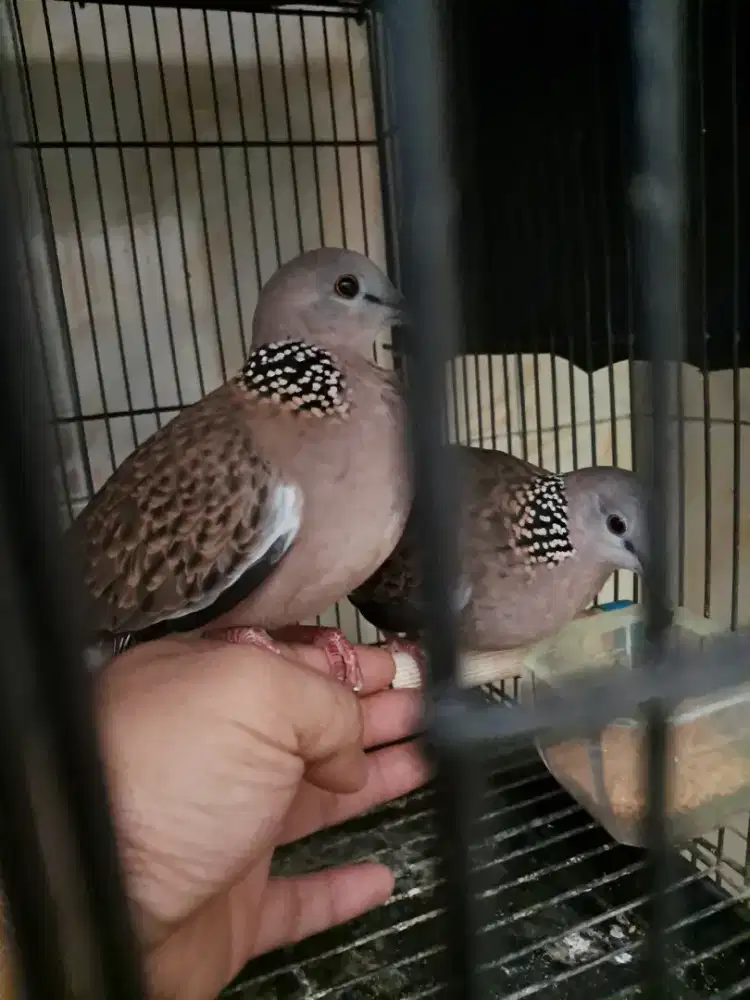 Tekukur jinak sepasang