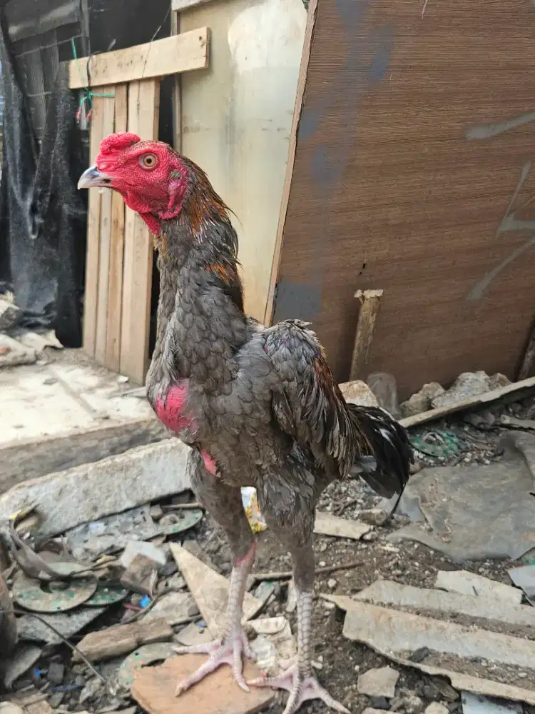 Jual Ayam Bangkok Jaksel
