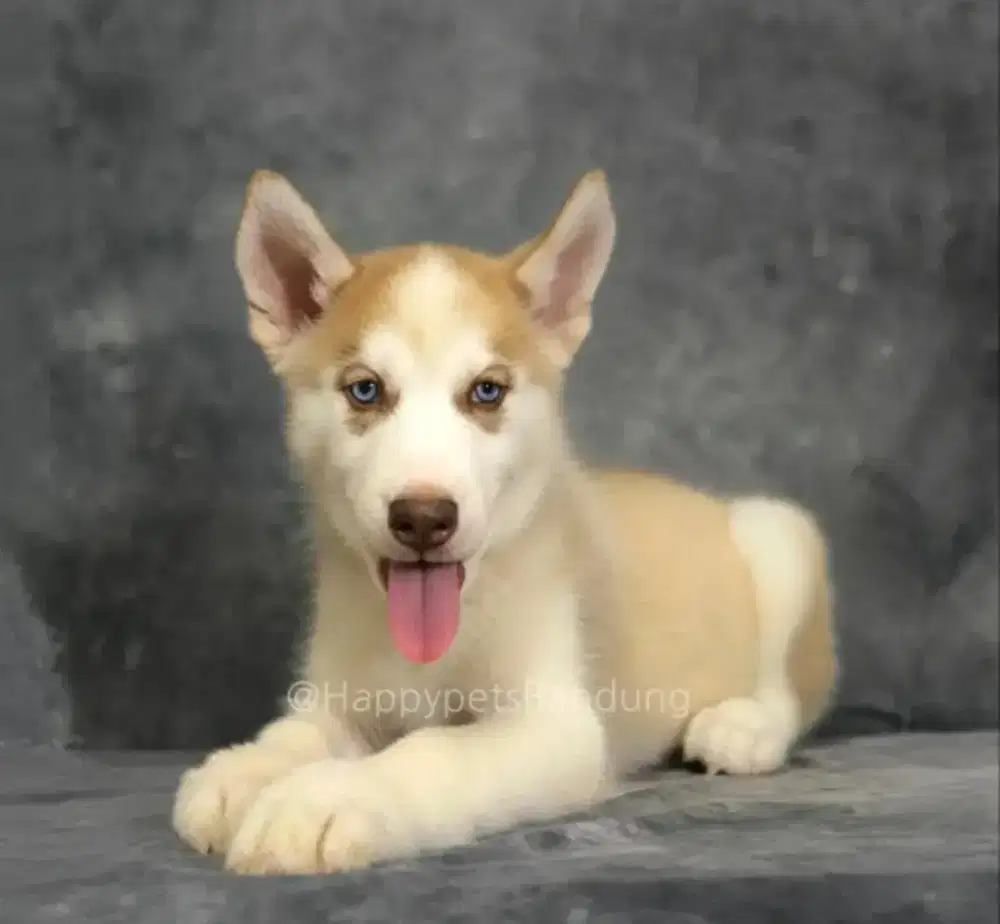 Anak Anjing Siberian Husky menggemaskan