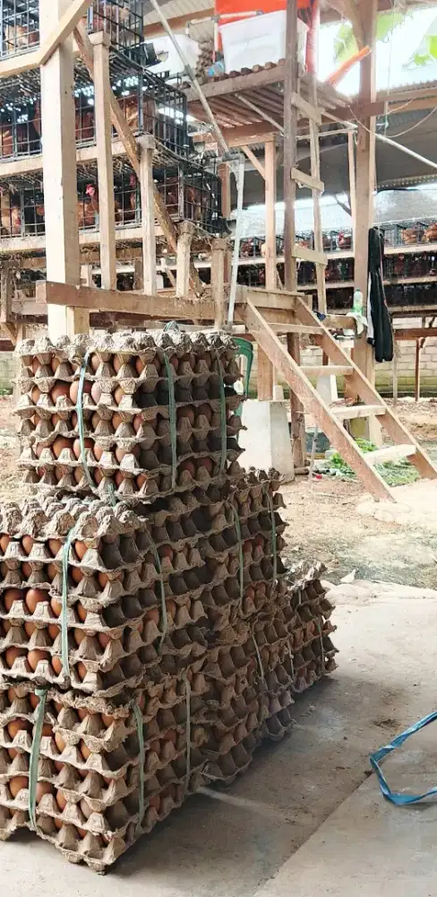 Telur ayam jumbo