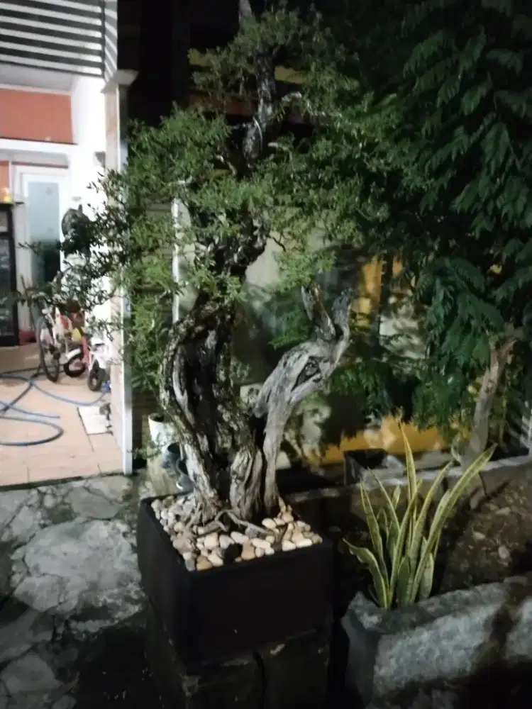 Dijual bonsai harga 22 juta nego tipis