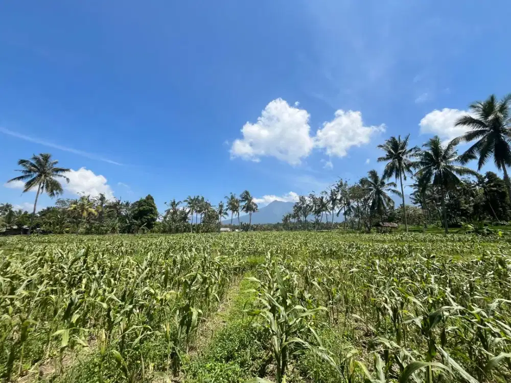 Dijual Tanah Sawah View Gunung – Tamansuruh, Glagah, Banyuwangi