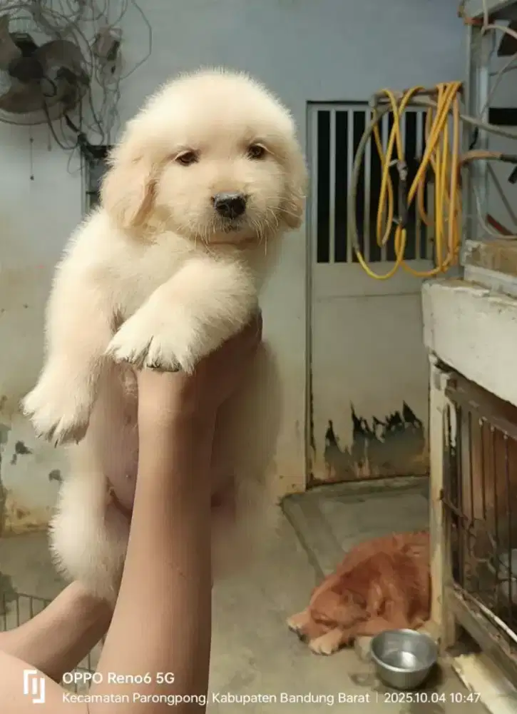 Pupies golden ( bandung)