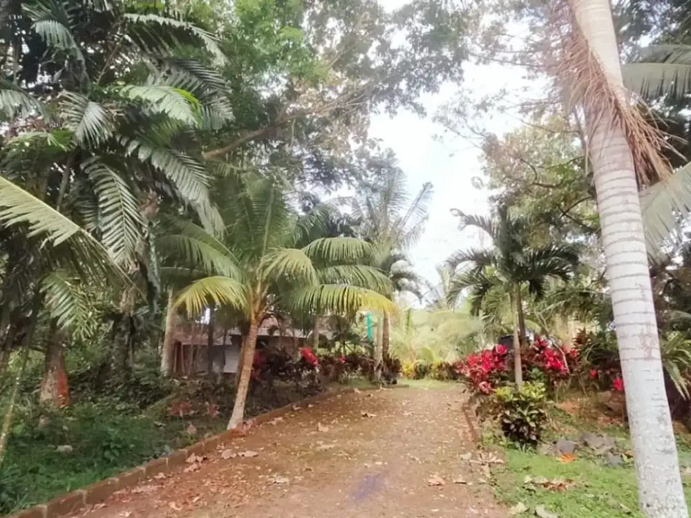 Dijual Tanah Kebun Strategis – Lembah Banjar, Licin, Banyuwangi