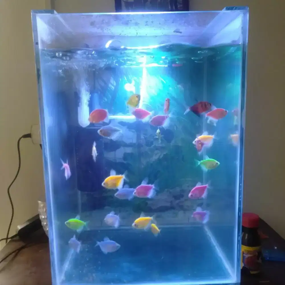 Jual aquarium beserta isi nya