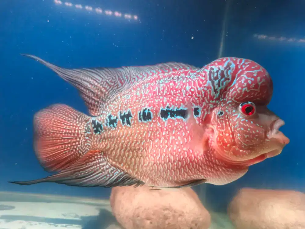 Ikan louhan kamfa
