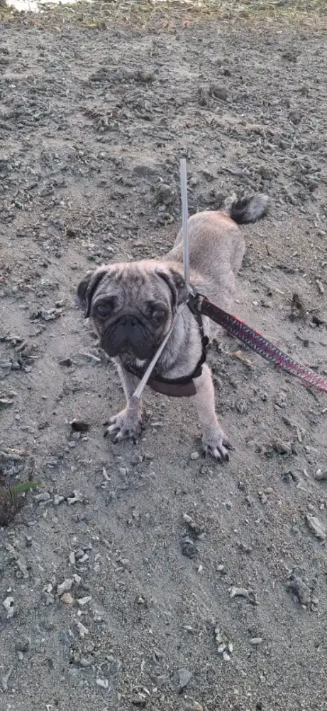 Di jual Pug Dewasa