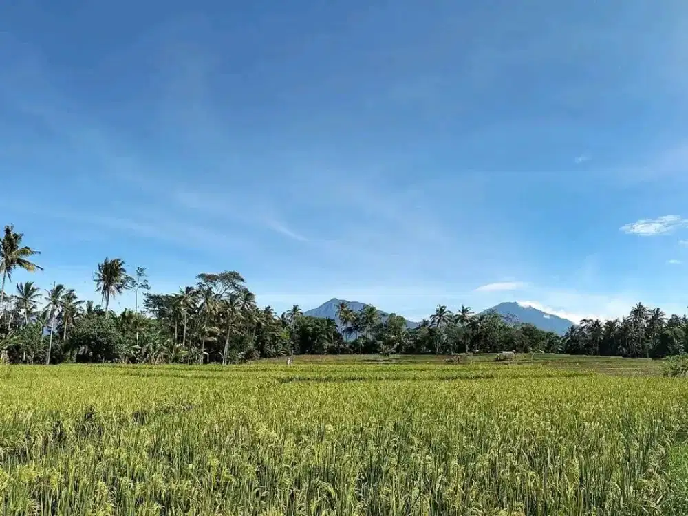Dijual Tanah Sawah Strategis – Licin, Banyuwangi
