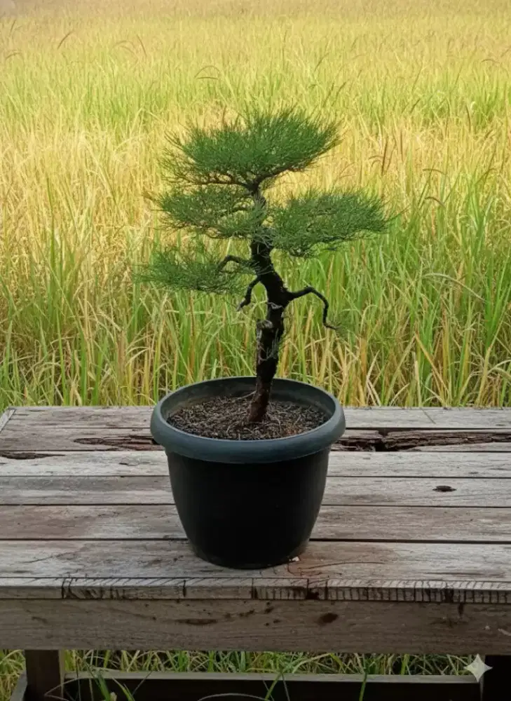 Bonsai Cemara Udang bunjin style