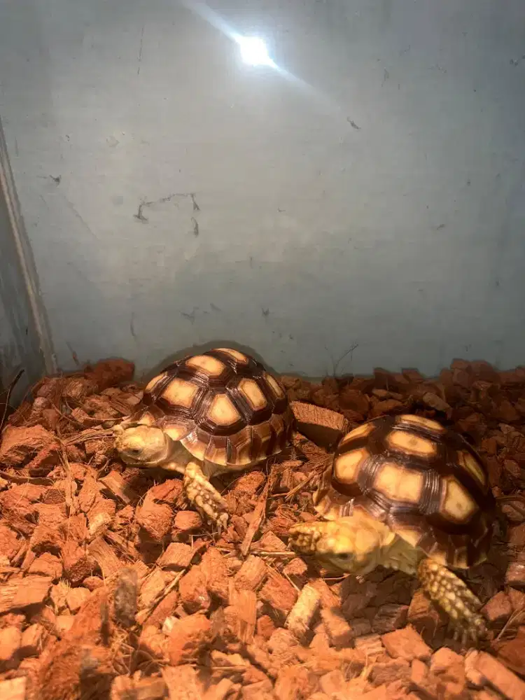 Kura-kura Sulcata