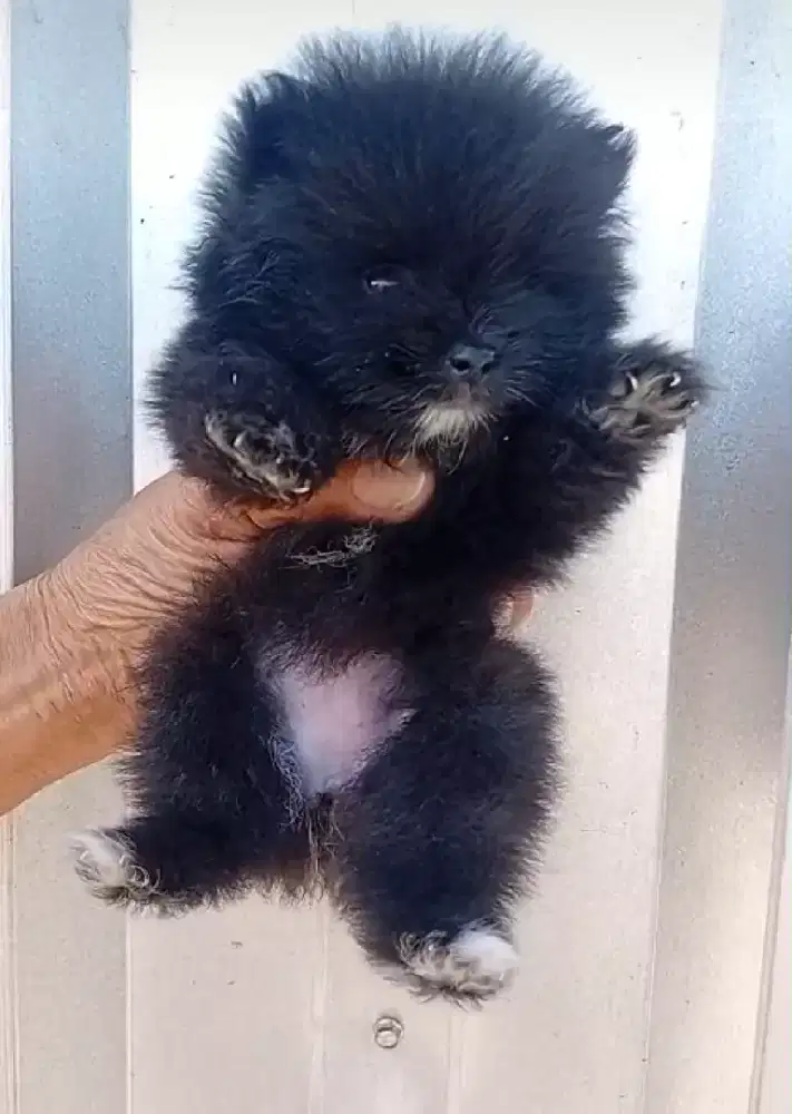 Borongan Minipom party & teacup black ( garut)