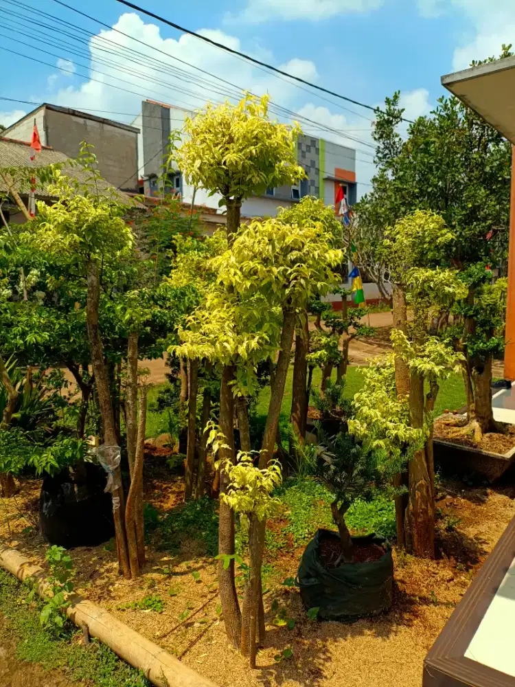 Tanaman Bonsai Anting Putri Tinggi 2Meter - Pohon Bonsai Anting Putri
