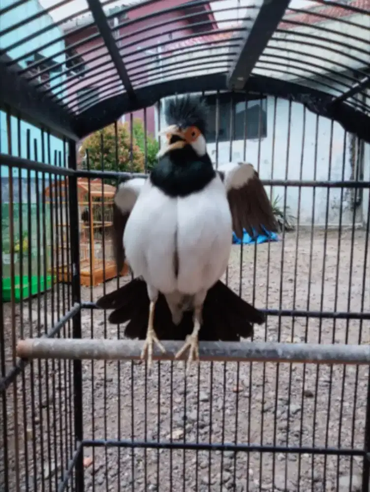 Jalak Suren Jawa Gacor Sudah Mompa