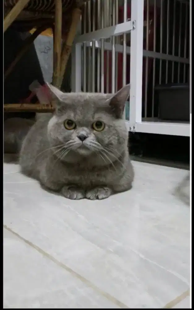 Pacak munchkin bsh