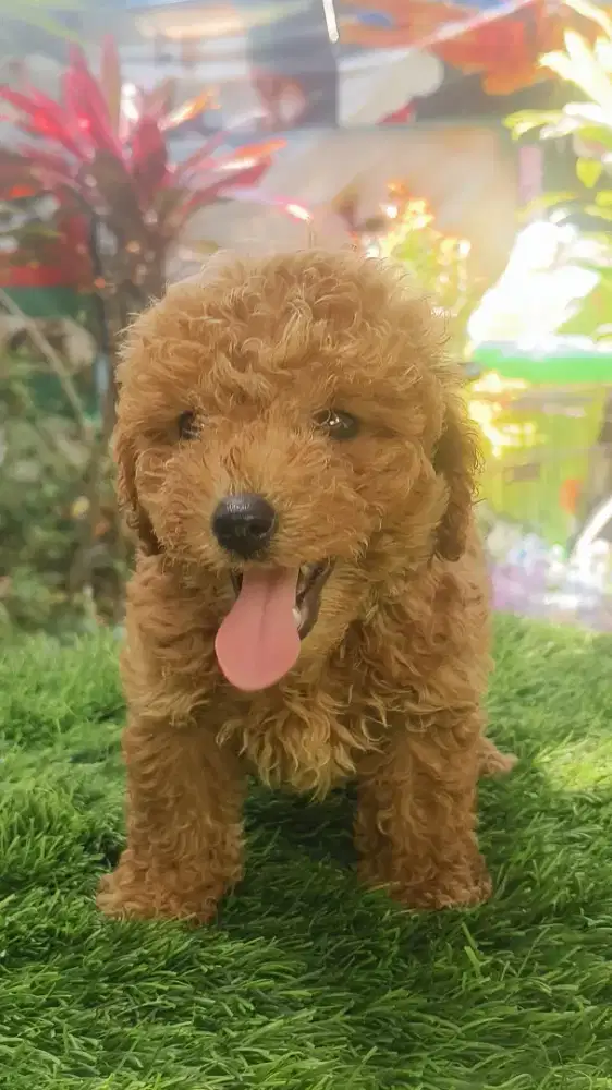 Toy poodle 8 puppy UMR 2bln sdh vaksin sema