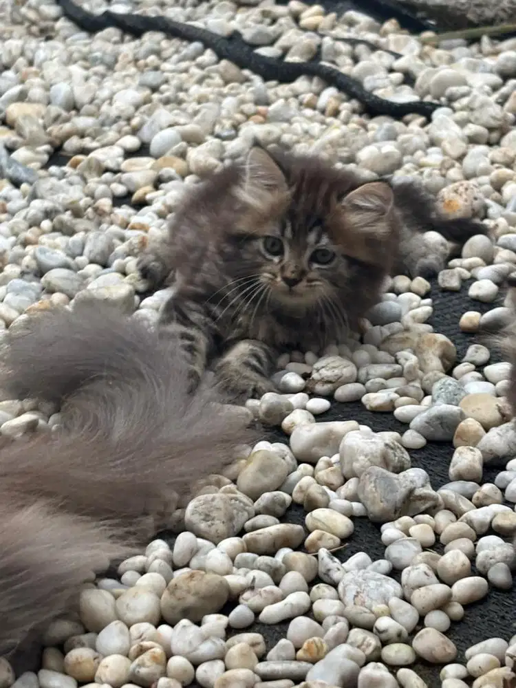 open adopt kucing