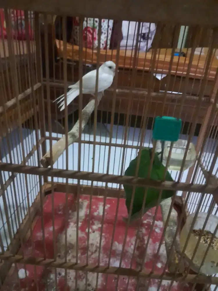Kenari betina ngeleper BT/mahar