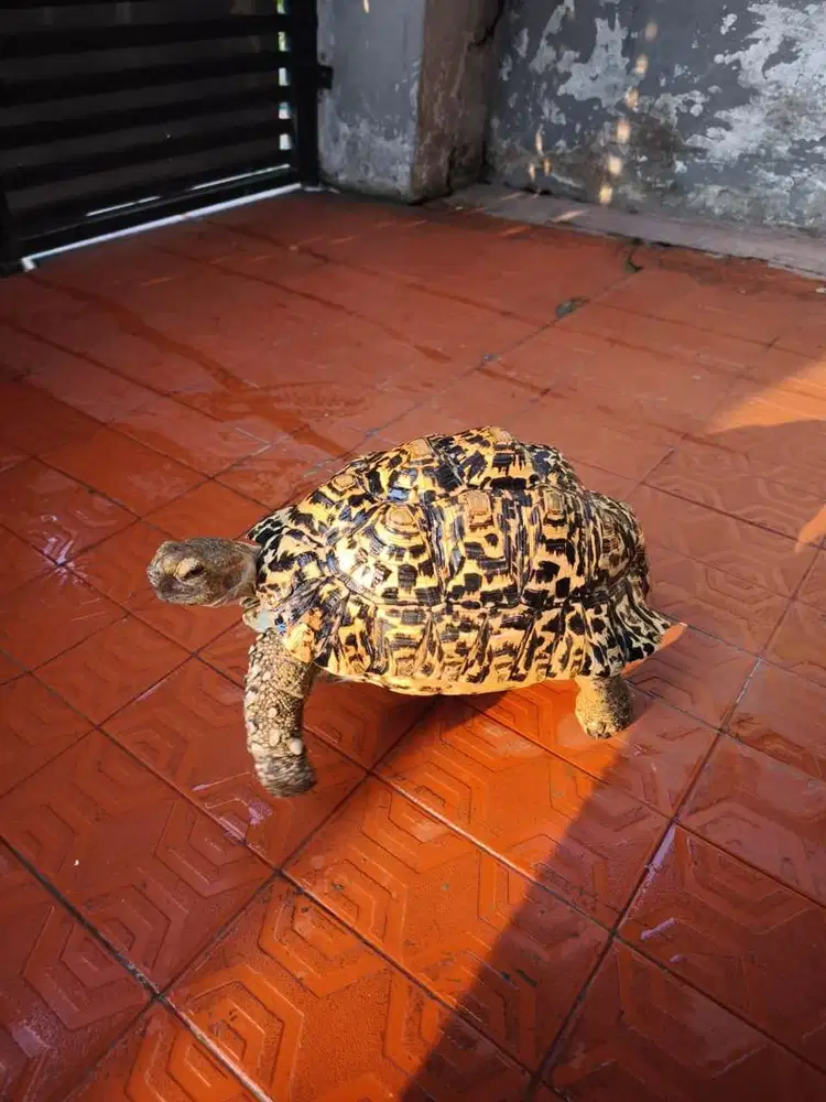 Dijual Pardalis leopard di besarin dari kecil