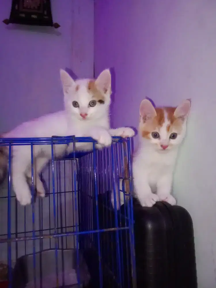 Lepas adopsi 2 kitten Persia mixdome betina 2,5bln
