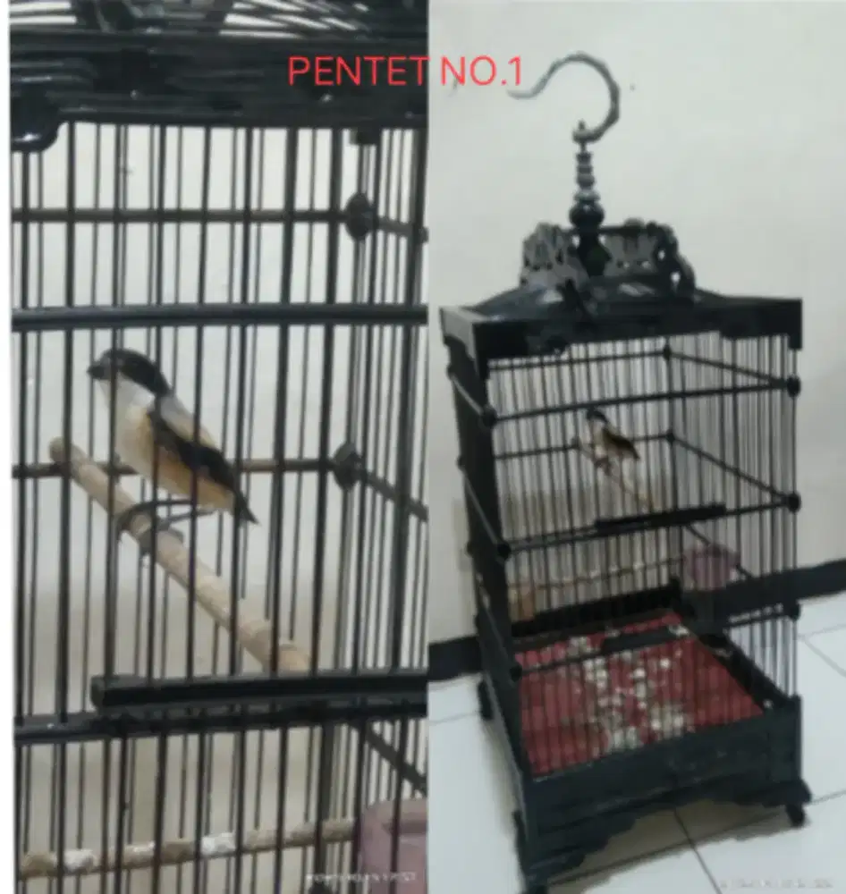 Burung Pentet+kandang