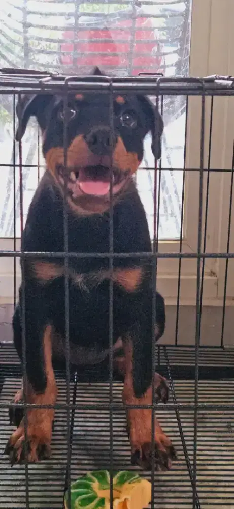 Rottweiler betina cantik