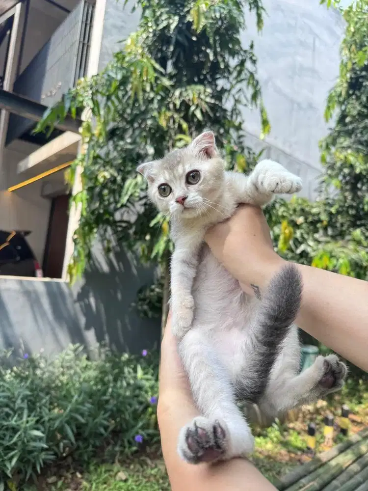 Lepas Adopt Kucing Scotish Fold Munchkin Persia Bsh Tangerang Jakarta