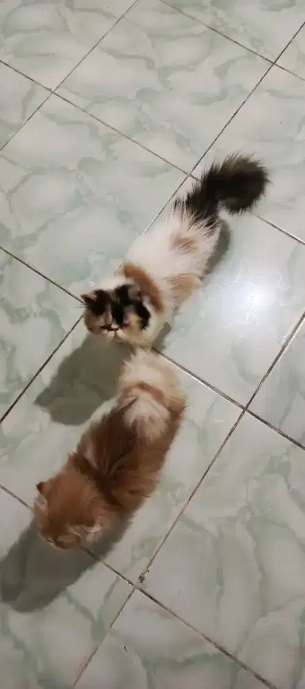 Sepasang Peaknose Long Hair Lepas Murah Cepat Aja