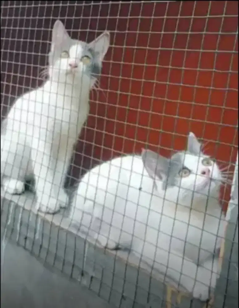 Sepasang kucing bulu pendek shorthair manis