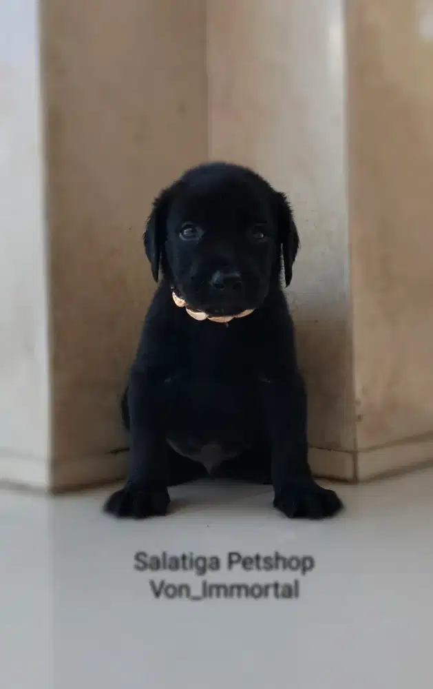 Labrador retriever Jantan