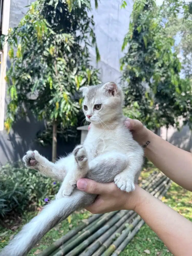 open adopt kucing scottish fold