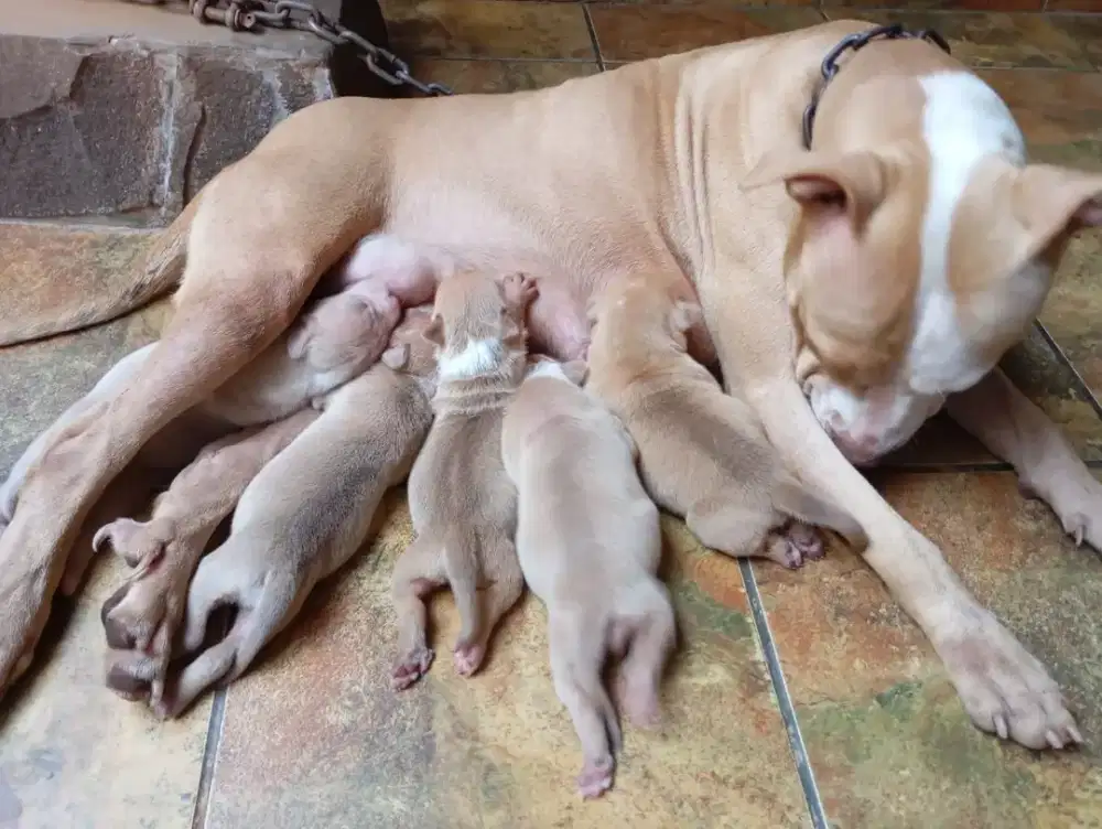 Anak anjing Pitbull