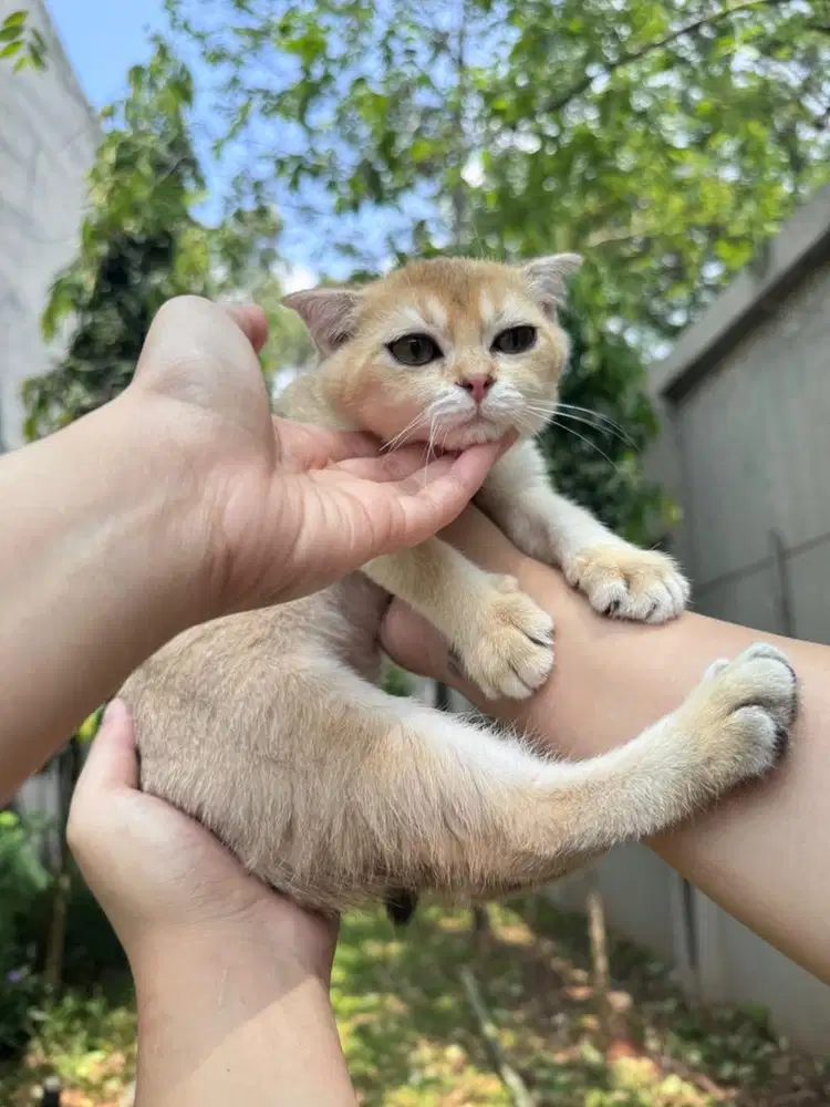 open adopt kucing scottish fold