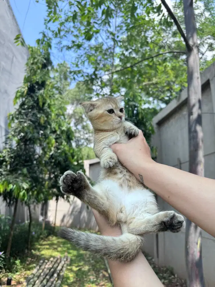 open adopt kucing munchkin