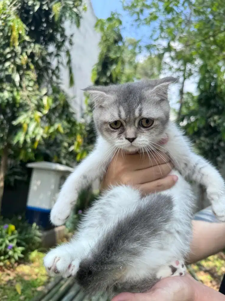 open adopt kucing scottish x persia