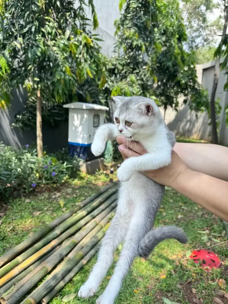 open adopt kucing scottish x persia