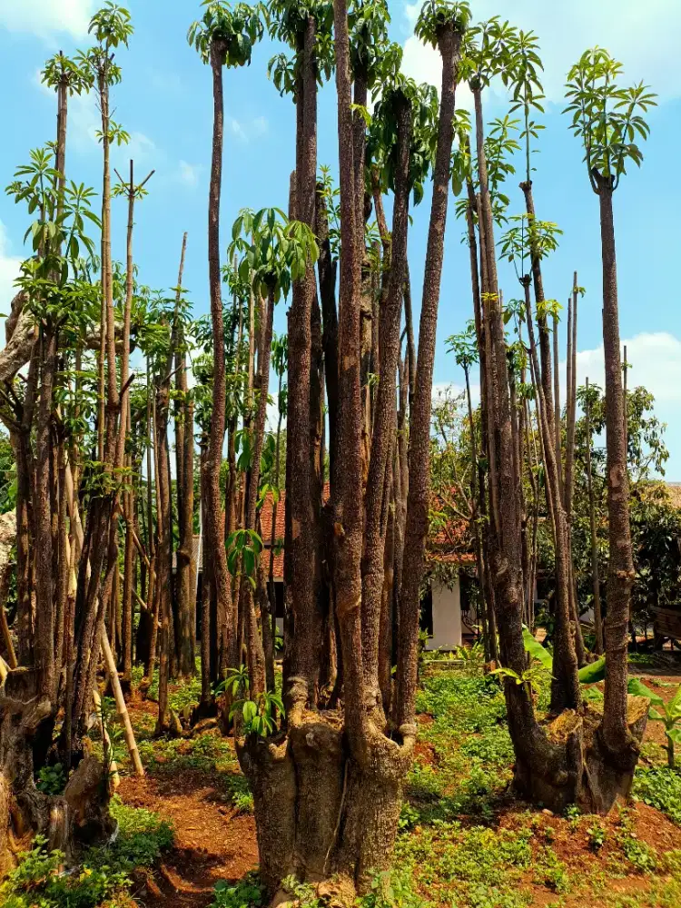 Pohon Pule / Pulai Gruping Murah Siap Kirim Dan Tanam Jabodetabek