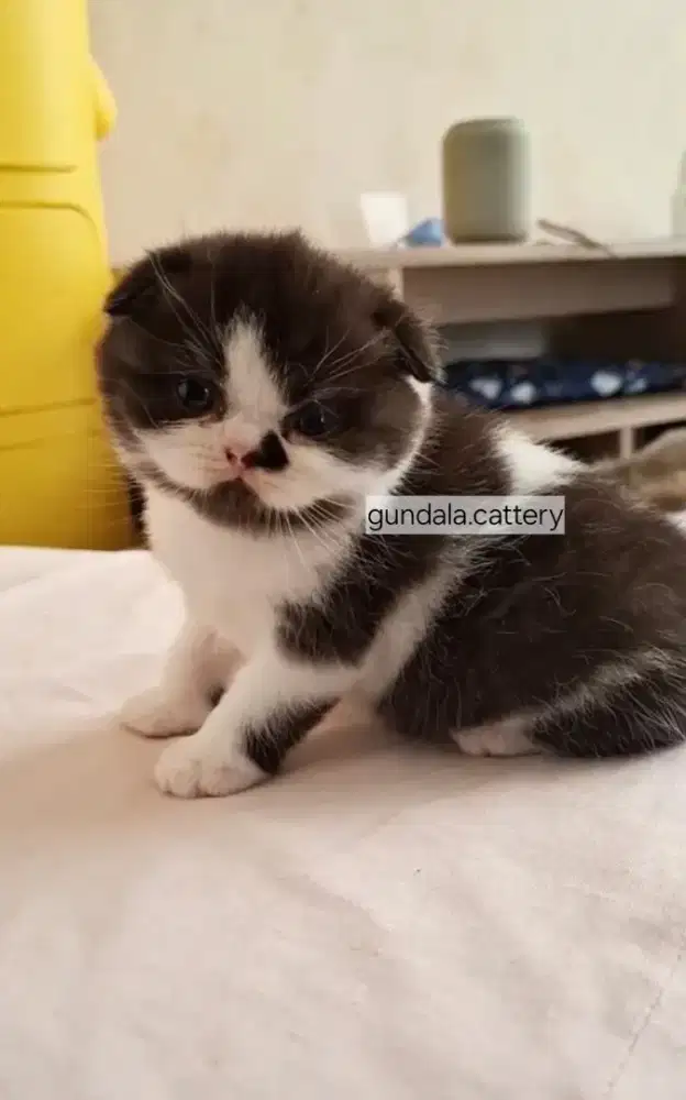 Kucing Kitten Scottish Fold