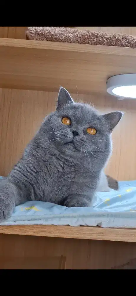 Kucing Lucu British Shorthair