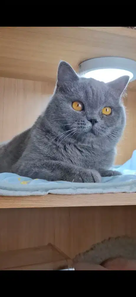 Kucing British Shorthair