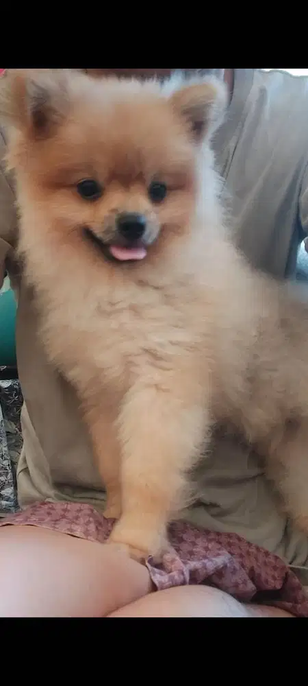 Di jual minipom/pomerian, usia 8 bln, stambum + mikrochip