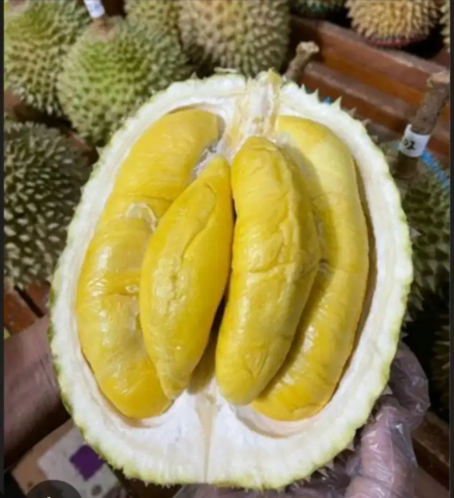 DURIAN MUSANG KING